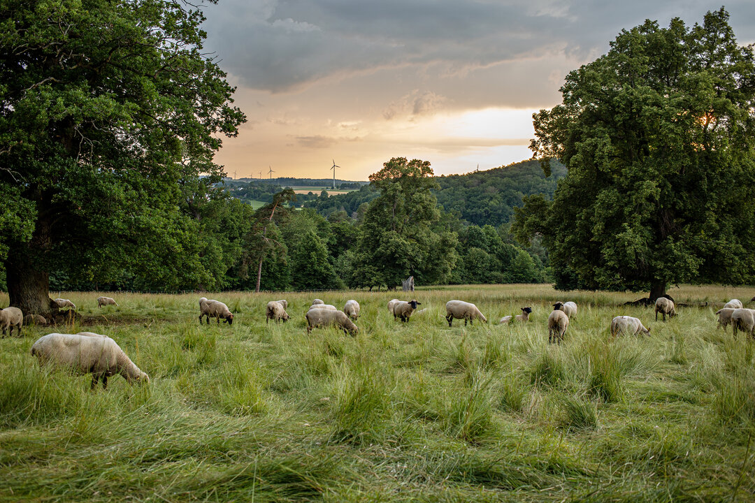 Eine Schafherde steht auf einer sattgrünen Wiesenfläche mit Hutebäumen und gast während in der Ferne die Sonne untergeht. Die sanft geschwungene, üppig grüne Landschaft ist durchzogen mit Feldern und Wiesen, am Horizont sind Windräder im Abendlicht zu sehen.