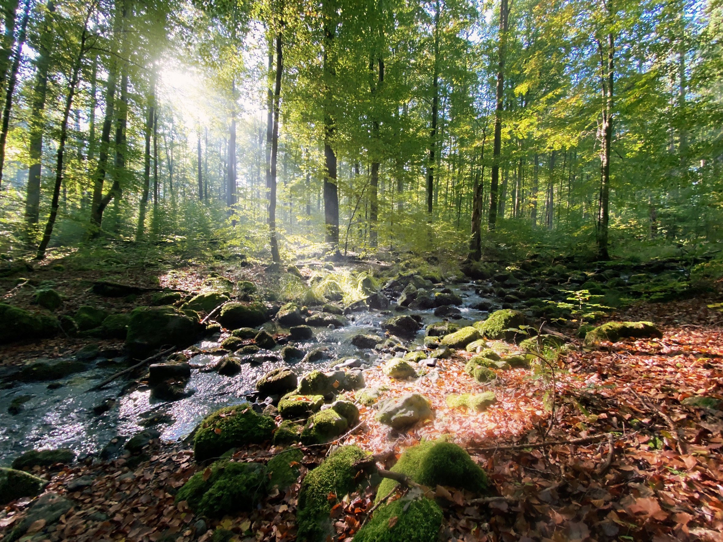 Der Wanderweg Vulkanring Vogelsberg im Herzen Hessens umspannt 129 km rund um den Naturpark Vulkanregion Vogelsberg.