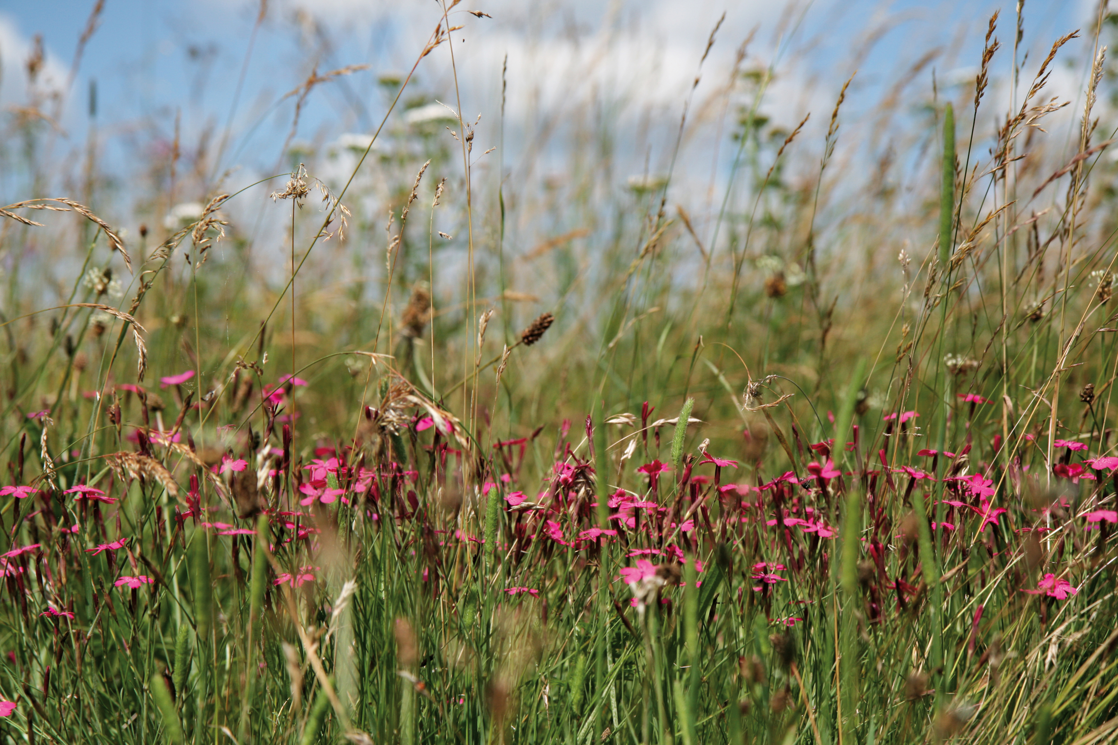 Bunte Blumen und Gräser stehen dicht an DIcht in leuchtend grüner Masse. Die pinkt blühenden Kartäuser Nelken bilden einen schönen Kontrast zum grünen Gras und den zarten Samenständen der sich im Wind bewegenden Grashalme.